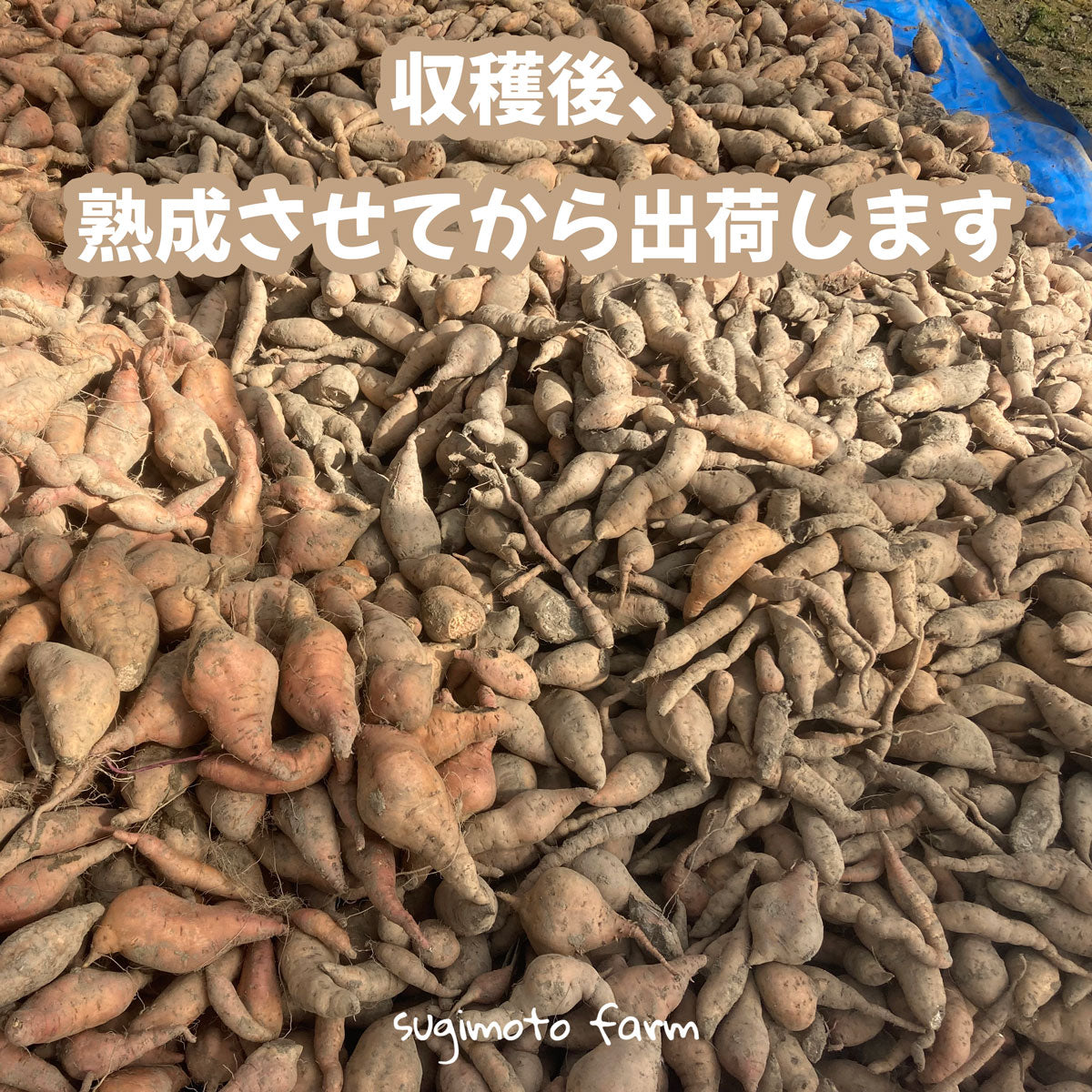 有機栽培サツマイモ