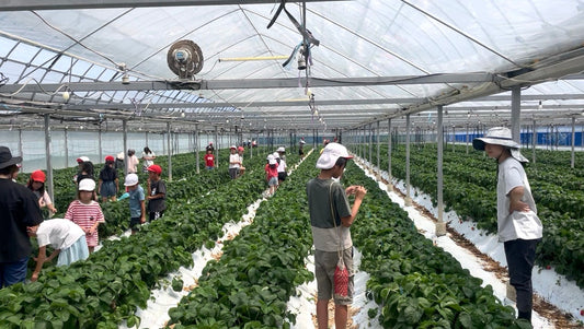 小学生がsugimotofarmにイチゴ狩りに来たよー！！