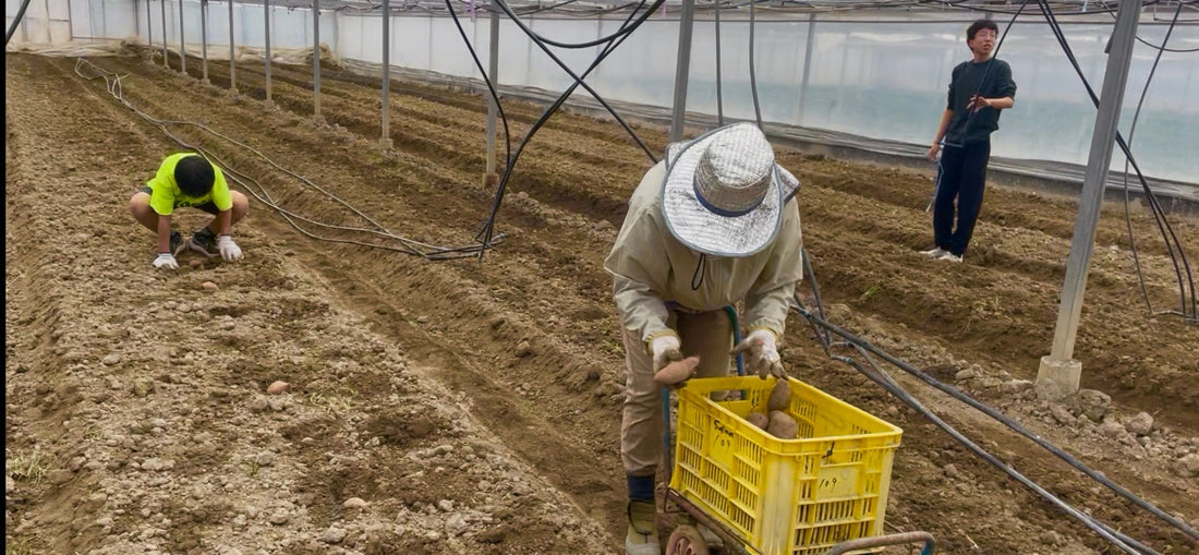 サツマイモのツル苗床の定植をしましたよー！！