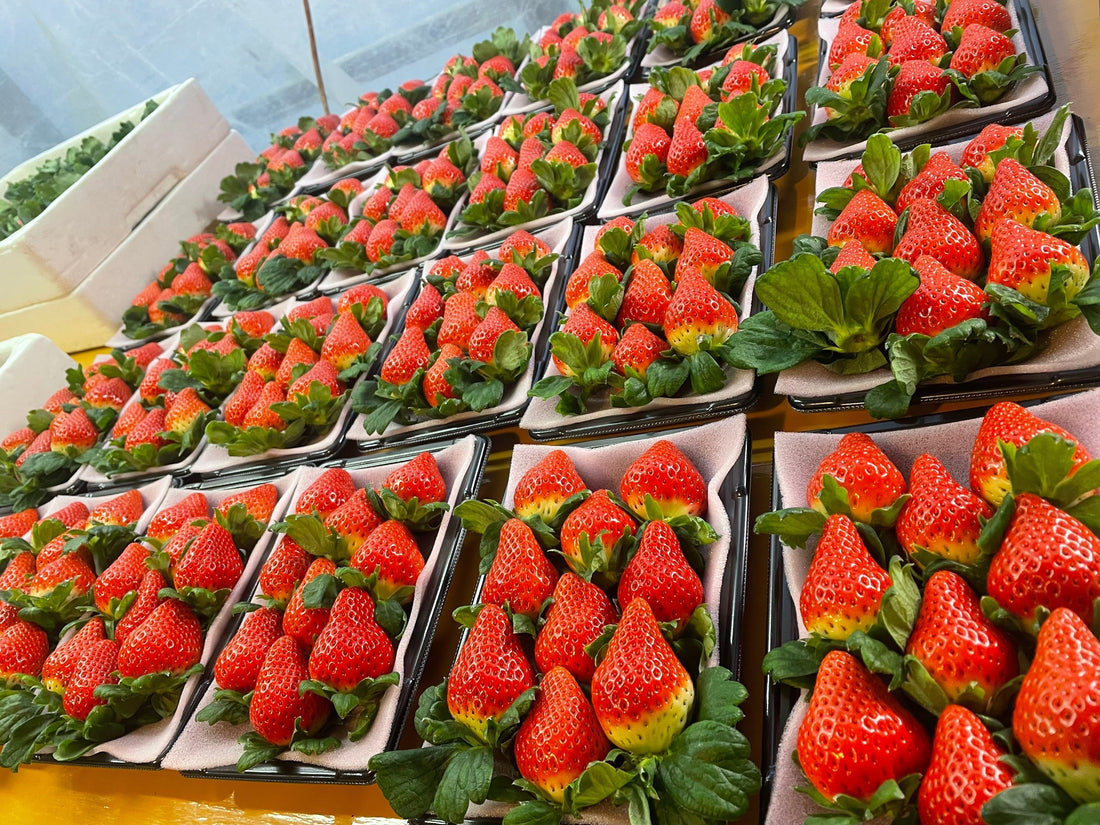 おおきみ苺の最盛期到来！！安心の美味しさ！！デパートでは高級品なんです！！