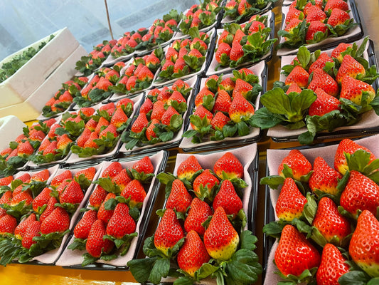 おおきみ苺の最盛期到来！！安心の美味しさ！！デパートでは高級品なんです！！