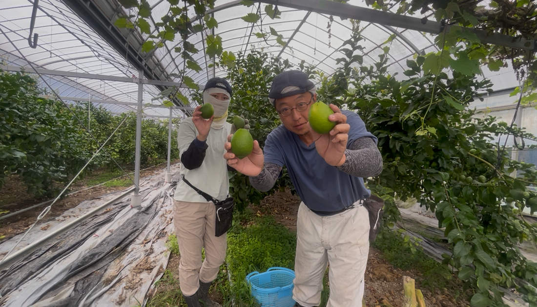 sugimotofarm温室国産グリーンレモンの初収穫をしました！！