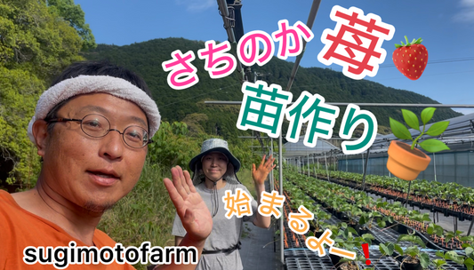 さちのか苺の苗づくりの様子を「すぎもとファームちゃんねる」YouTube動画で紹介してます！！