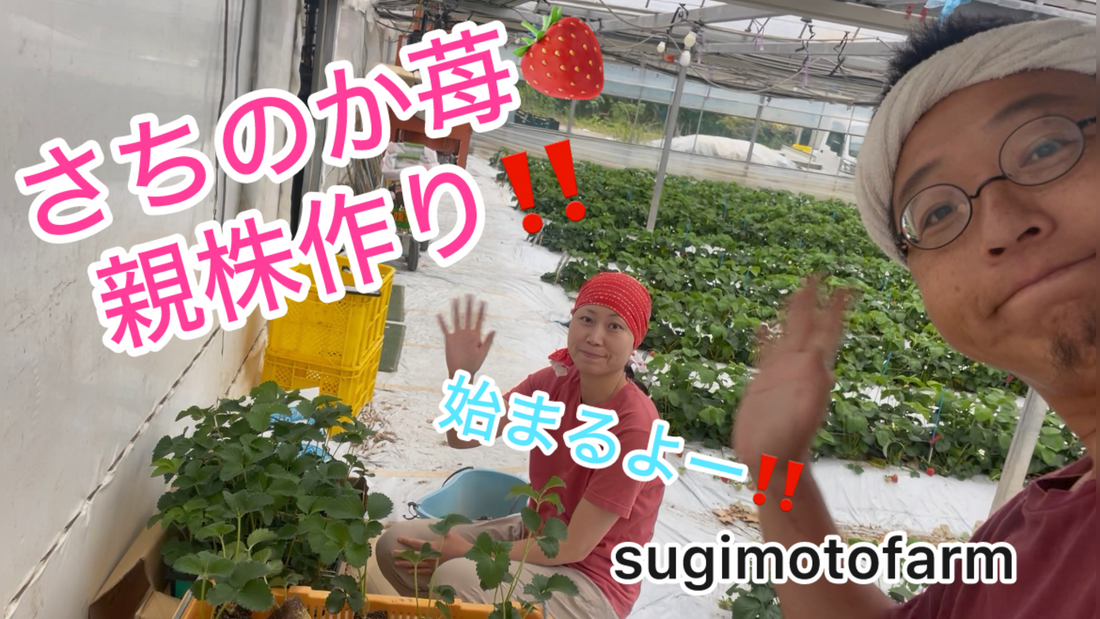 さちのか苺の栽培を再開します！！まずはここから親株作り！！