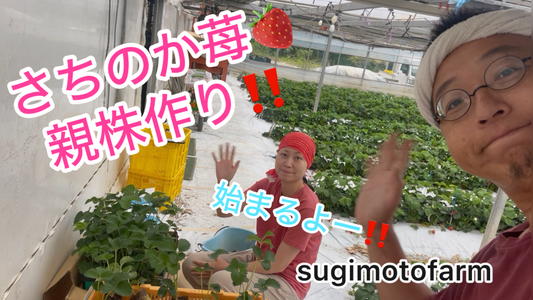 さちのか苺の栽培を再開します！！まずはここから親株作り！！