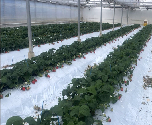 おおきみ苺は一回目の最盛期を迎えてます！！次の日の朝までパック詰めてまーす！！