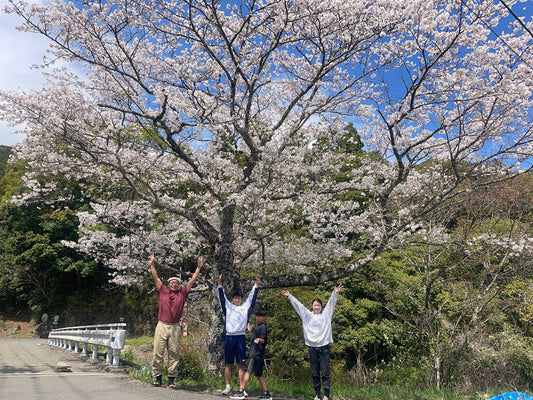 イチゴハウスの桜が満開になりました！