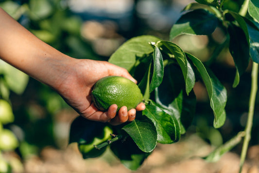 グリーンレモンと海外産レモンの違いは？味・栄養・安全性を徹底比較