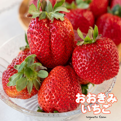 おおきみいちご