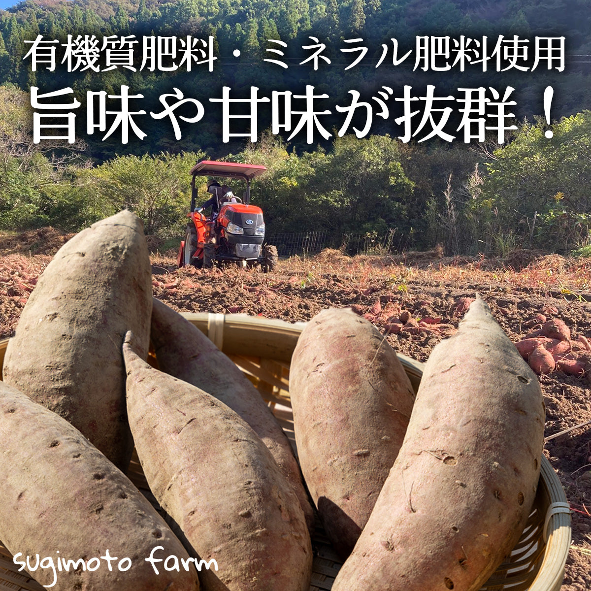 有機栽培サツマイモ – 杉本ファーム sugimotofarm